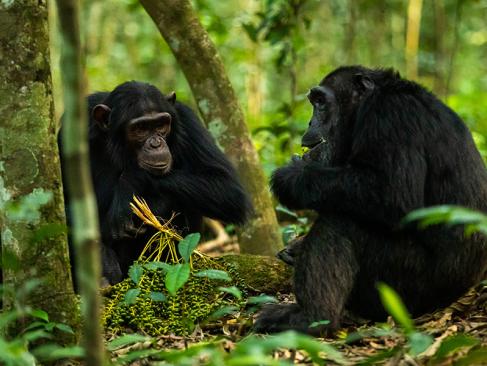 A Découvrir en Ouganda - Parc National de la forêt de Kibale