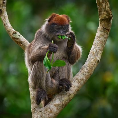 A Découvrir en Ouganda - Parc National de la forêt de Kibale