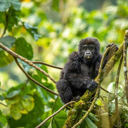 A Découvrir en Ouganda - La Forêt impénétrable de Bwindi