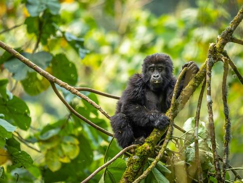 A Découvrir en Ouganda - La Forêt impénétrable de Bwindi