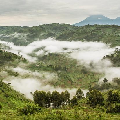 A Découvrir en Ouganda - La Forêt impénétrable de Bwindi