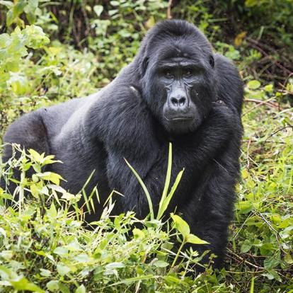 A Découvrir en Ouganda - La Forêt impénétrable de Bwindi