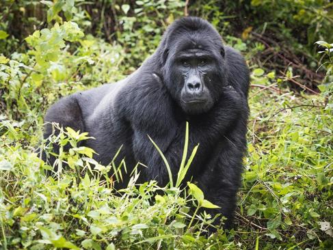 A Découvrir en Ouganda - La Forêt impénétrable de Bwindi