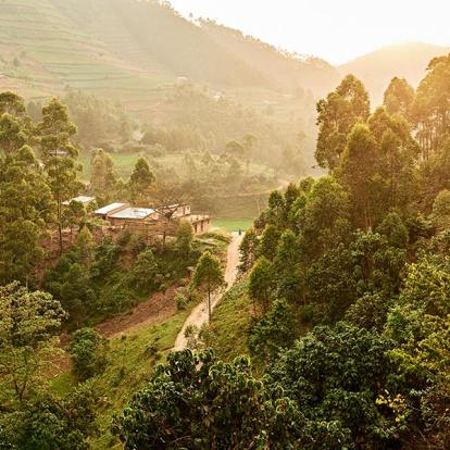 A Découvrir en Ouganda - La Forêt impénétrable de Bwindi