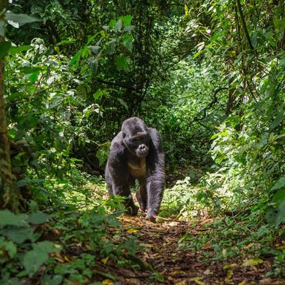 A Découvrir en Ouganda - La Forêt impénétrable de Bwindi