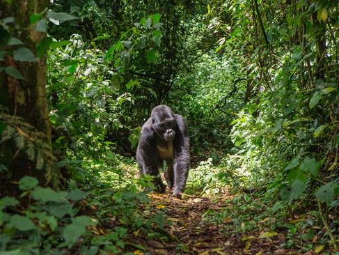 A Découvrir en Ouganda - La Forêt impénétrable de Bwindi