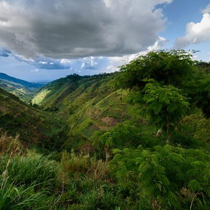 A Découvrir en Ouganda - La Forêt impénétrable de Bwindi