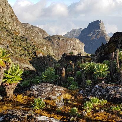 A Découvrir en Ouganda - Parc National des Monts Rwenzori