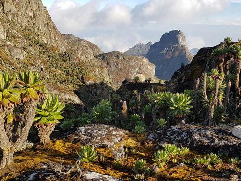 Parc National Des Monts Rwenzori A Découvrir en Ouganda - Parc National des Monts Rwenzori