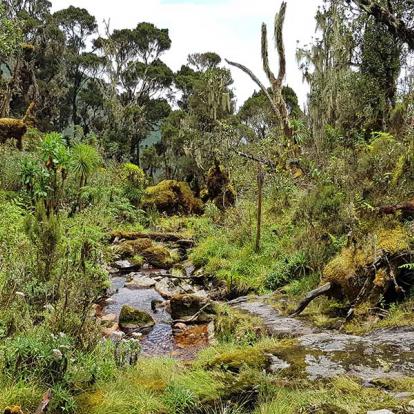 Parc National Des Monts Rwenzori A Découvrir en Ouganda - Parc National des Monts Rwenzori