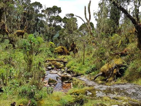 Parc National Des Monts Rwenzori A Découvrir en Ouganda - Parc National des Monts Rwenzori