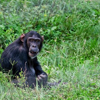 A Découvrir en Ouganda - Le Lac Victoria