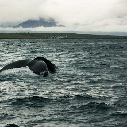 A Découvrir en Islande - La péninsule de Tröllaskagi