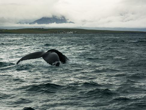 A Découvrir en Islande - La péninsule de Tröllaskagi