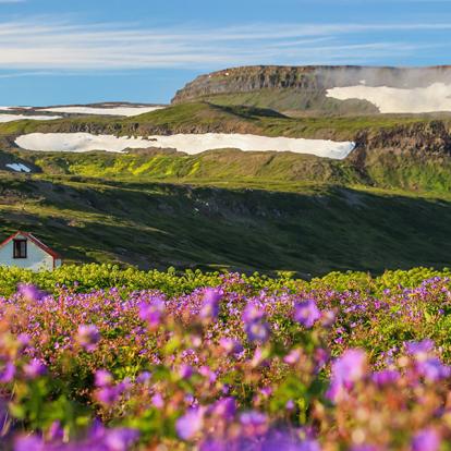 A Découvrir en Islande - La Réserve Naturelle de Hornstrandir