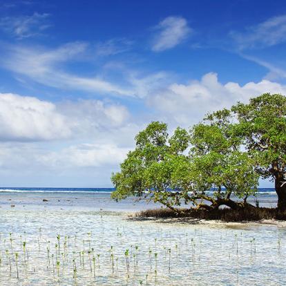 Siquijor - Mangrove A Découvrir aux Philippines - L’île de Siquijor