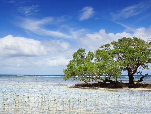 Siquijor - Mangrove A Découvrir aux Philippines - L’île de Siquijor