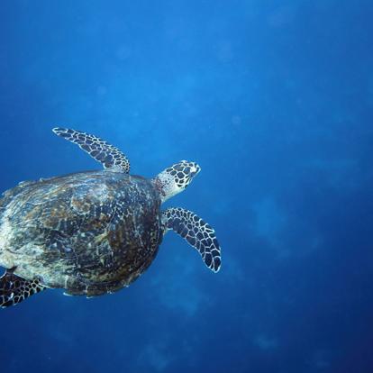 A Découvrir aux Philippines - L’île de Siquijor