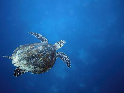 Siquijor A Découvrir aux Philippines - L’île de Siquijor