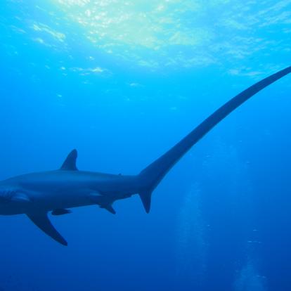 A Découvrir aux Philippines - L'Ile de Malapascua
