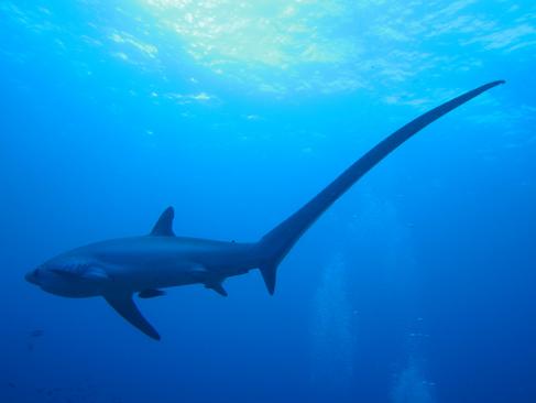 A Découvrir aux Philippines - L'Ile de Malapascua