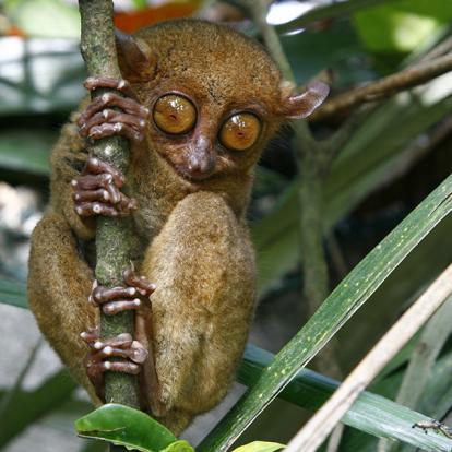 A Découvrir aux Philippines - L'Ile de Bohol
