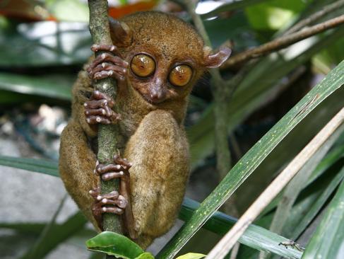 A Découvrir aux Philippines - L'Ile de Bohol