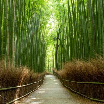 Forêt de bambous dans le parc Arashiyama près de Kyoto A Découvrir au Japon - La bambouseraie d’Arashiyama