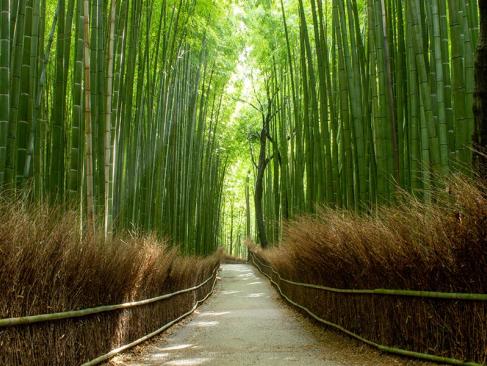 A Découvrir au Japon - La bambouseraie d’Arashiyama