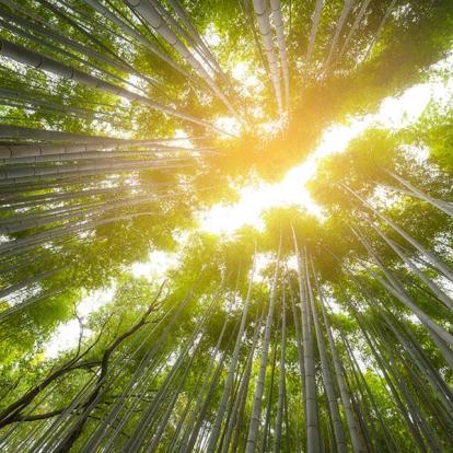 A Découvrir au Japon - La bambouseraie d’Arashiyama