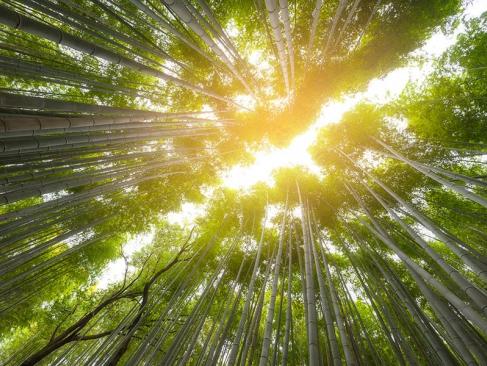 A Découvrir au Japon - La bambouseraie d’Arashiyama