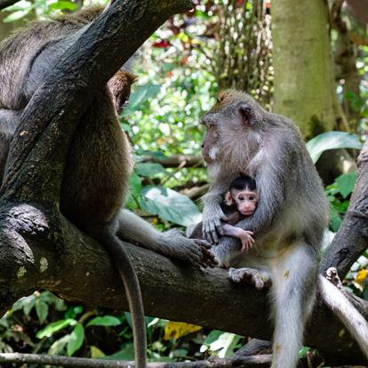 A Découvrir au Japon - La bambouseraie d’Arashiyama