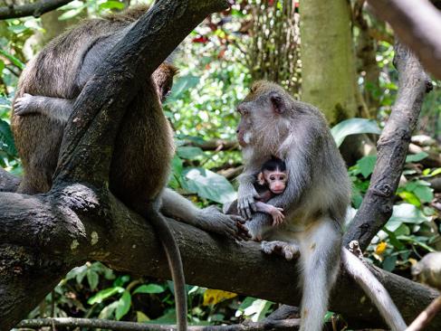 A Découvrir au Japon - La bambouseraie d’Arashiyama