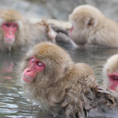 A Découvrir au Japon - Nagano