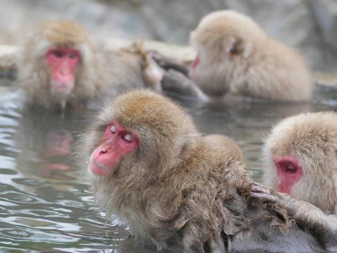 A Découvrir au Japon - Nagano