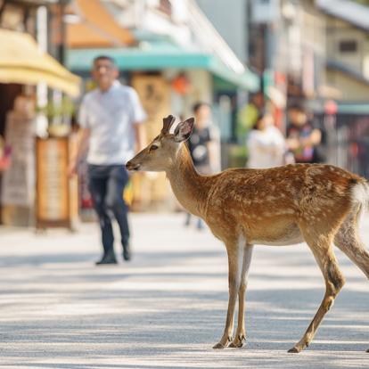 A Découvrir au Japon - L'île sacrée de Miyajima