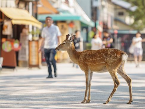 A Découvrir au Japon - L'île sacrée de Miyajima