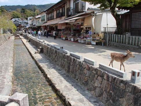 A Découvrir au Japon - L'île sacrée de Miyajima