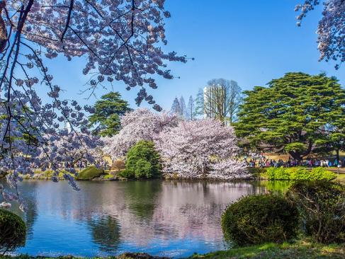 Tokyo - Tokyo Shinjuku Gyoen A Découvrir au Japon - Tokyo