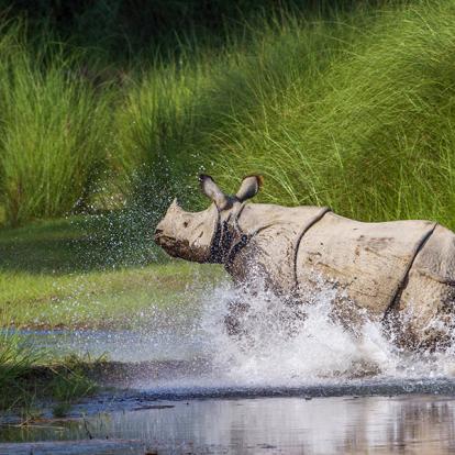 A Découvrir au Népal - Le Parc National Royal de Bardia