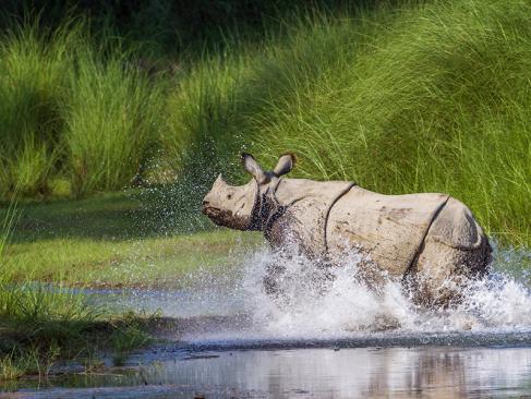 Parc National Royal De Bardia A Découvrir au Népal - Le Parc National Royal de Bardia