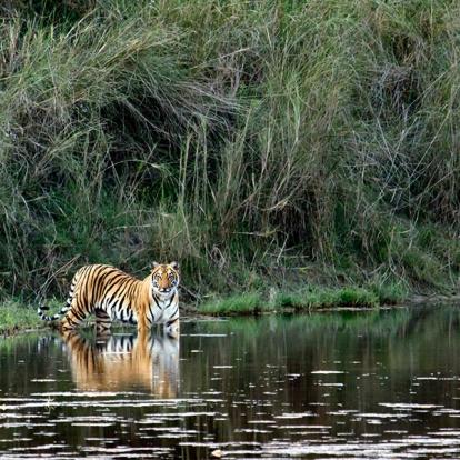 A Découvrir au Népal - Le Parc National Royal de Bardia