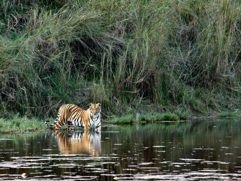 Parc National Royal De Bardia A Découvrir au Népal - Le Parc National Royal de Bardia