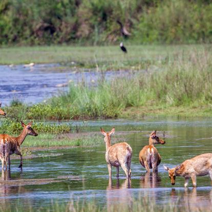 Parc National Royal De Bardia A Découvrir au Népal - Le Parc National Royal de Bardia