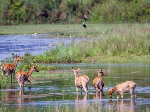 Parc National Royal De Bardia A Découvrir au Népal - Le Parc National Royal de Bardia