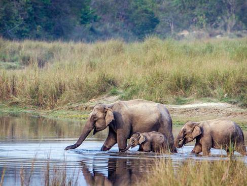 Parc National Royal De Bardia A Découvrir au Népal - Le Parc National Royal de Bardia