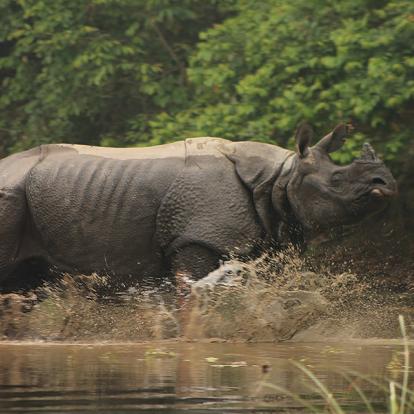 Parc National Royal De Bardia A Découvrir au Népal - Le Parc National Royal de Bardia