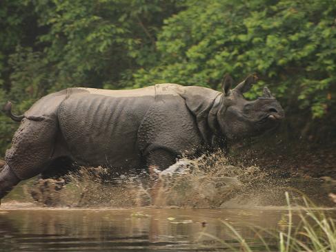 Parc National Royal De Bardia A Découvrir au Népal - Le Parc National Royal de Bardia