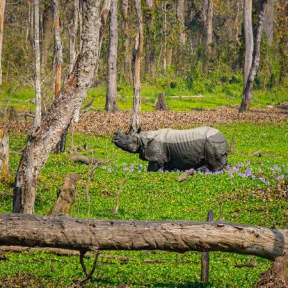 A Découvrir au Népal - Le Parc National de Chitwan