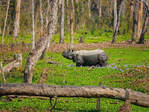 A Découvrir au Népal - Le Parc National de Chitwan